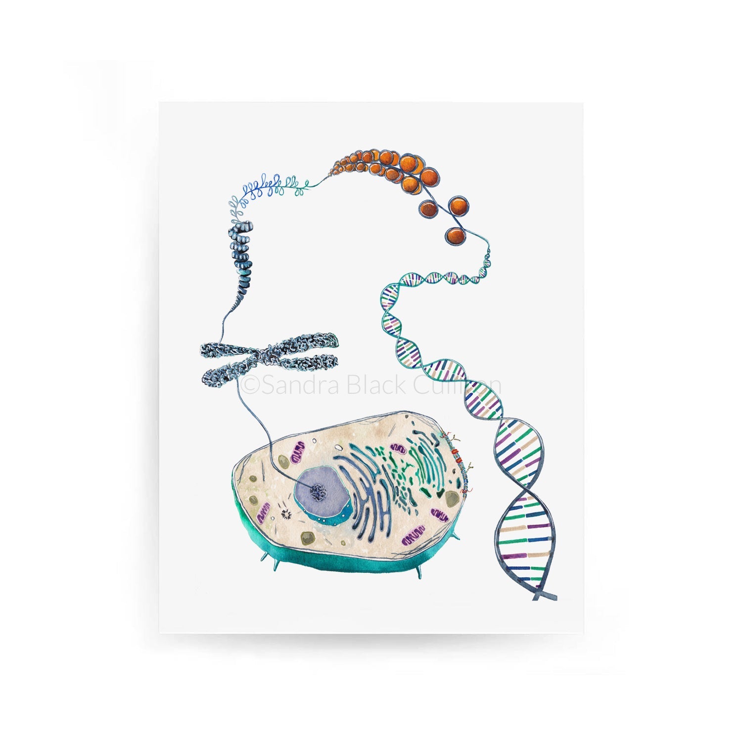 Cell to Helix,[product type] - Sandra Black Science Art
