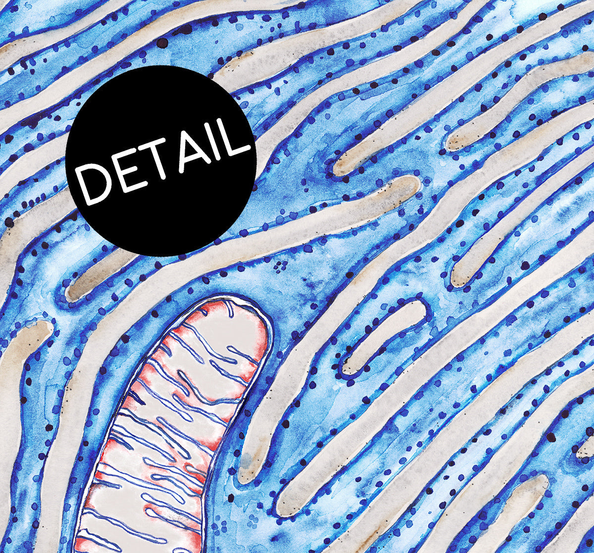 endoplasmic reticulum detail