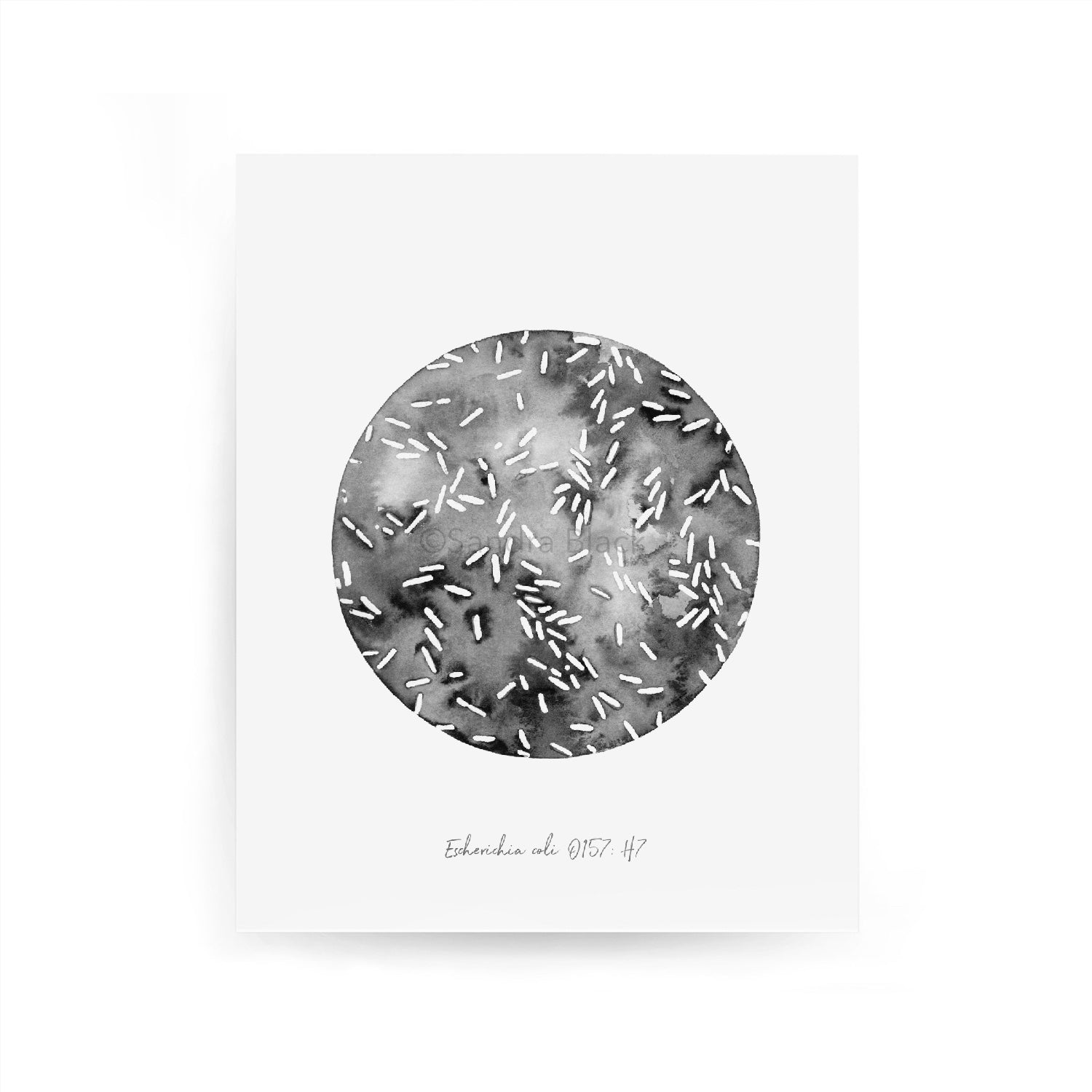 E. coli print against white background.