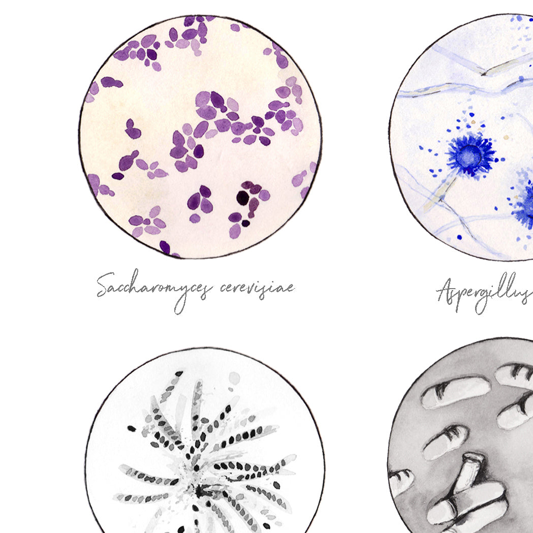 Mycology collection art print detail.