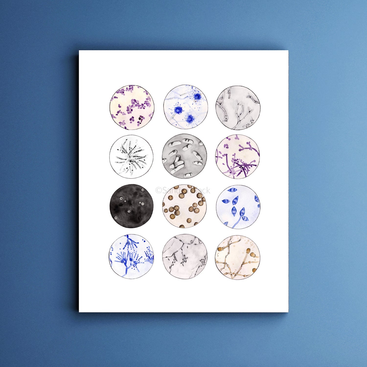 Fungi Collection art print with titles of microbes.