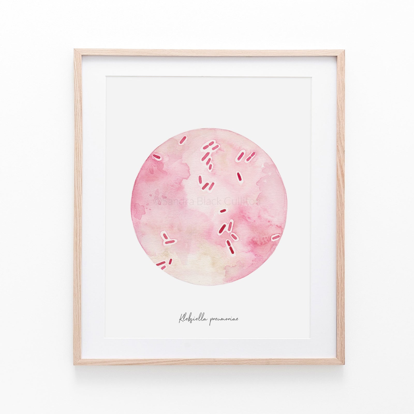 Klebsiella pneumoniae print framed