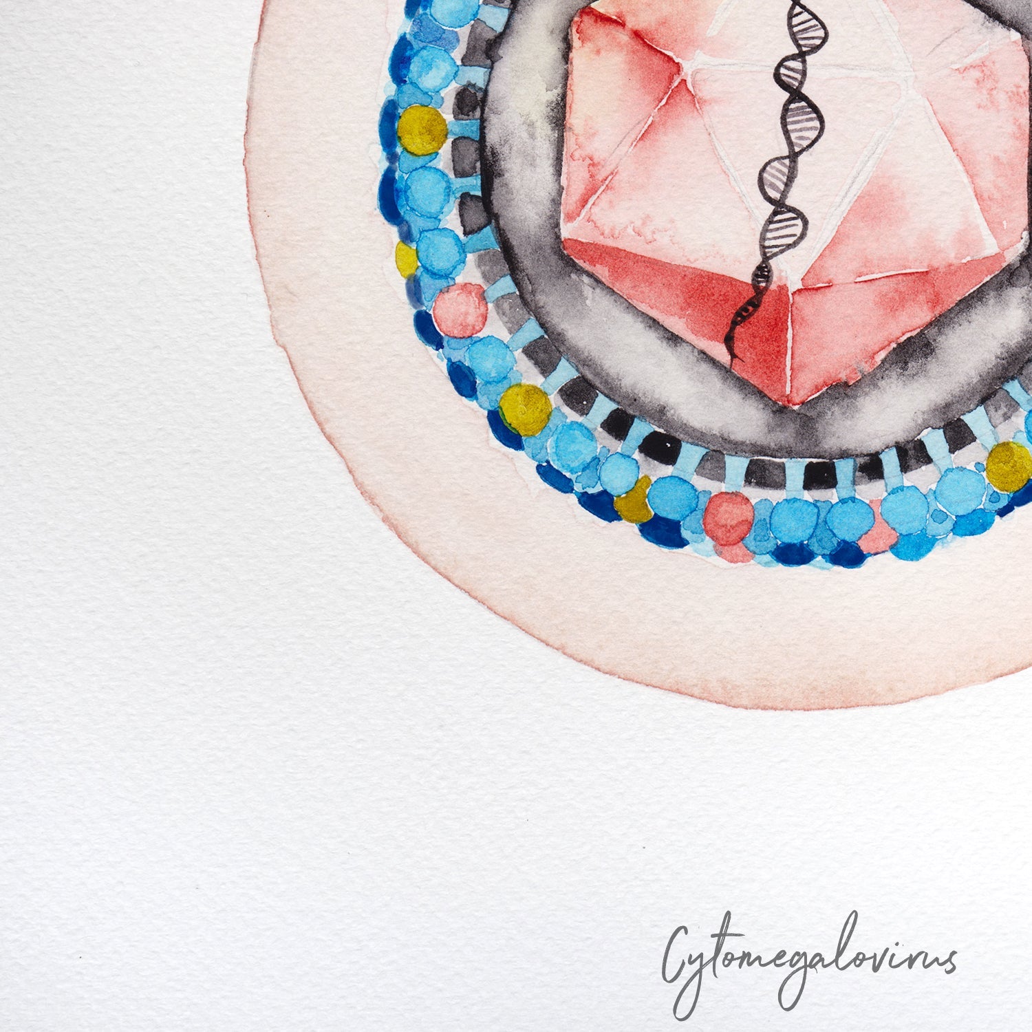 Cytomegalovirus,[product type] - Sandra Black Science Art