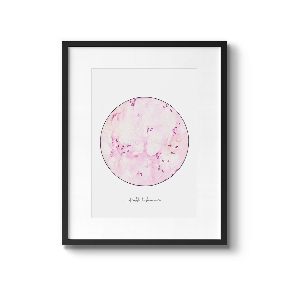 Acinetobacter baumanii watercolor art print in black frame.