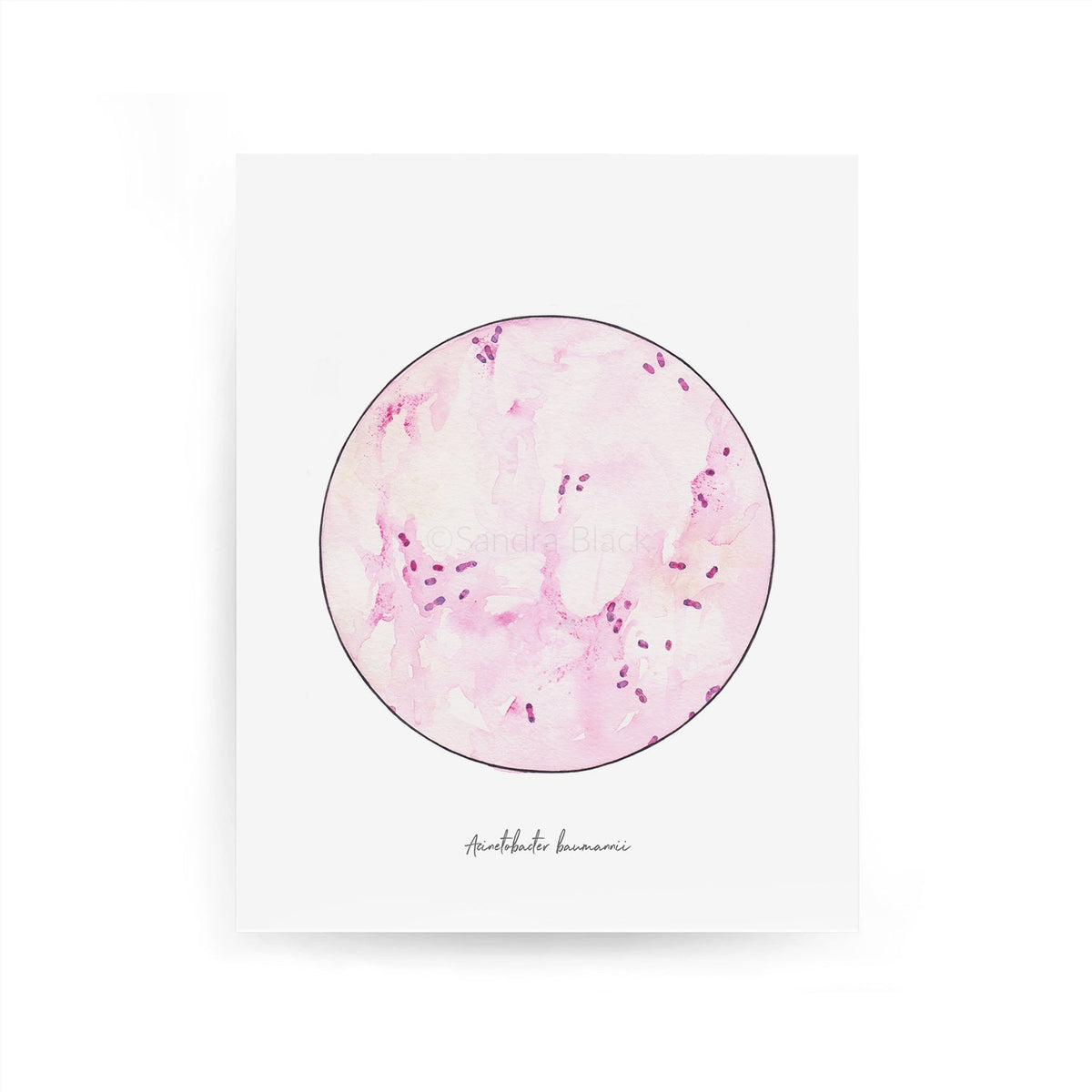 Acinetobacter baumanii fine art print
