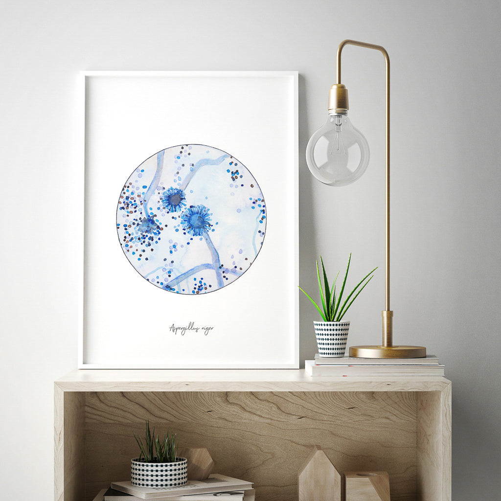 Aspergillus niger,[product type] - Sandra Black Science Art
