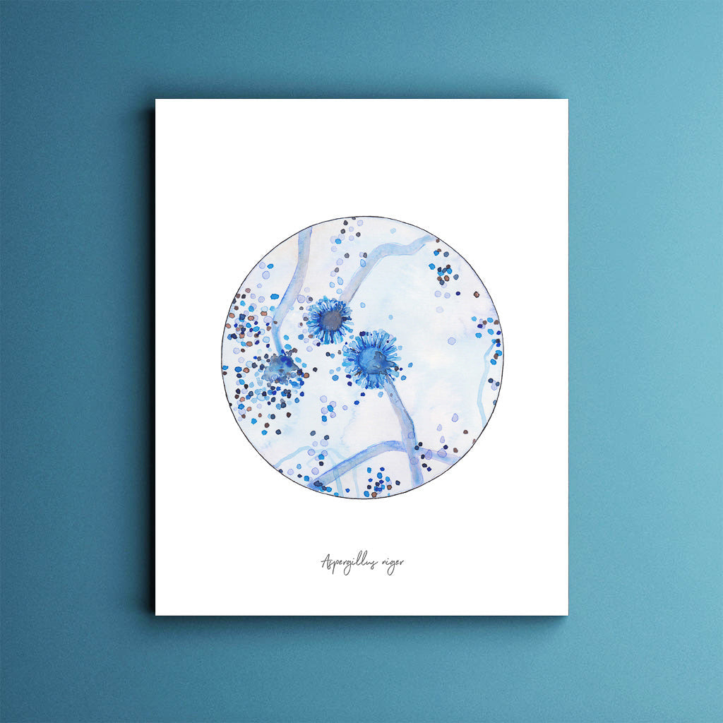 Aspergillus niger,[product type] - Sandra Black Science Art