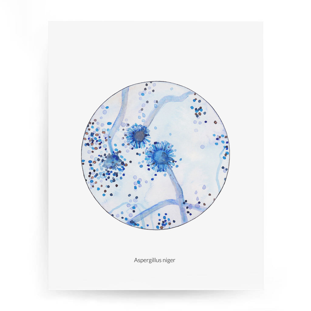 Aspergillus niger,[product type] - Sandra Black Science Art