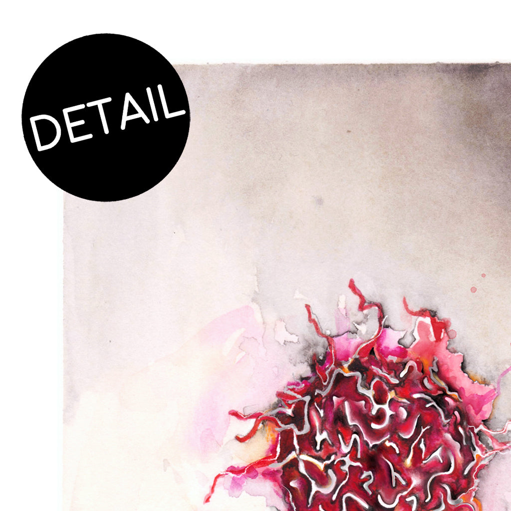 B cells,[product type] - Sandra Black Science Art