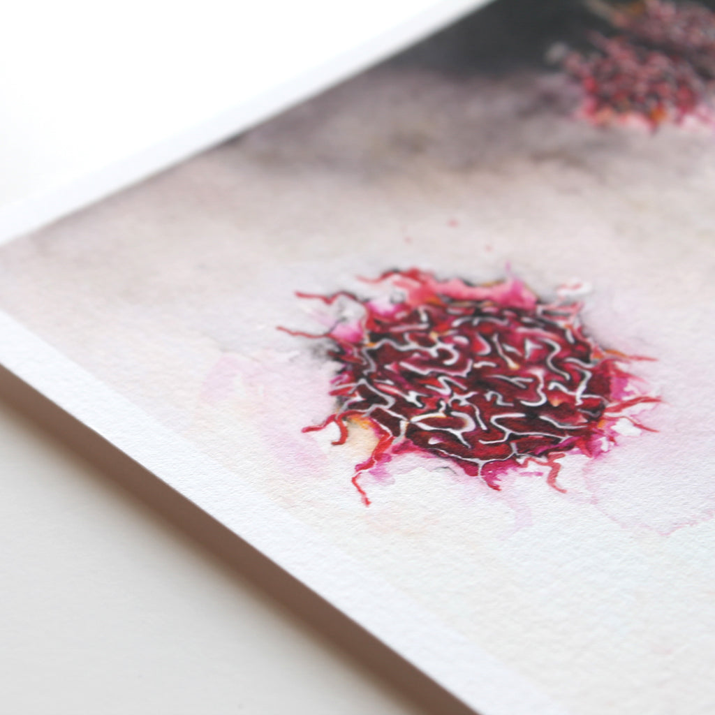 B cells,[product type] - Sandra Black Science Art