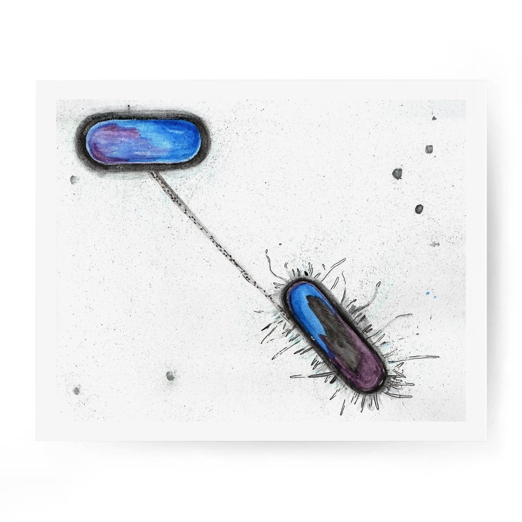 Bacterial Conjugation,[product type] - Sandra Black Science Art