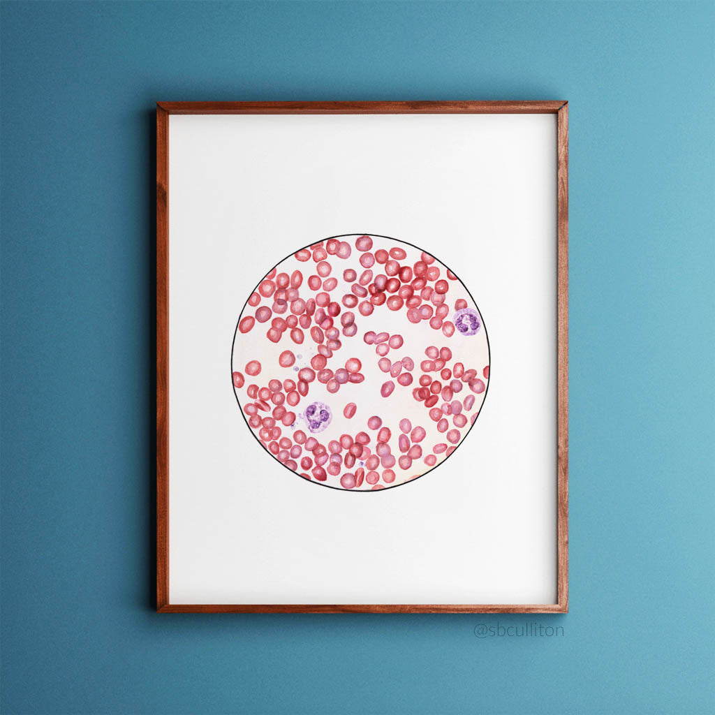 Blood Smear 1,[product type] - Sandra Black Science Art