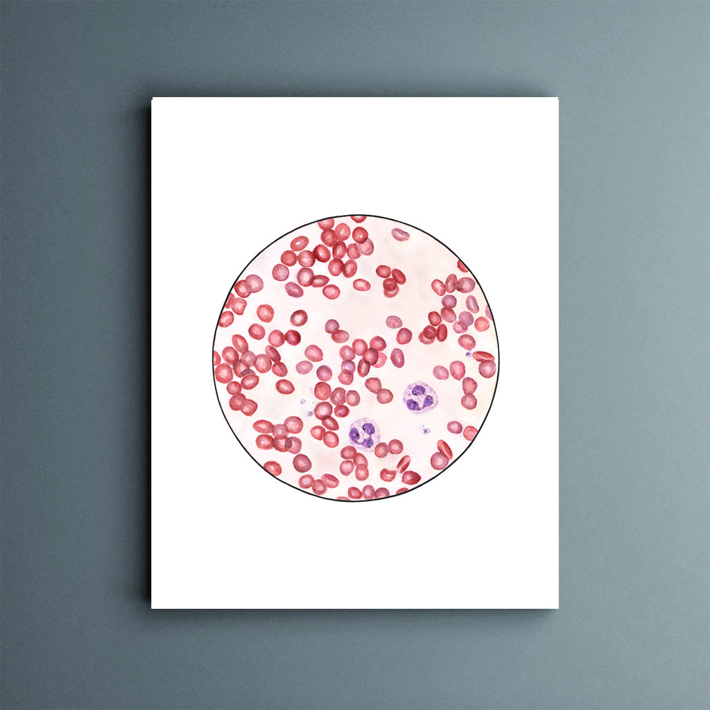 Blood Smear 2,[product type] - Sandra Black Science Art