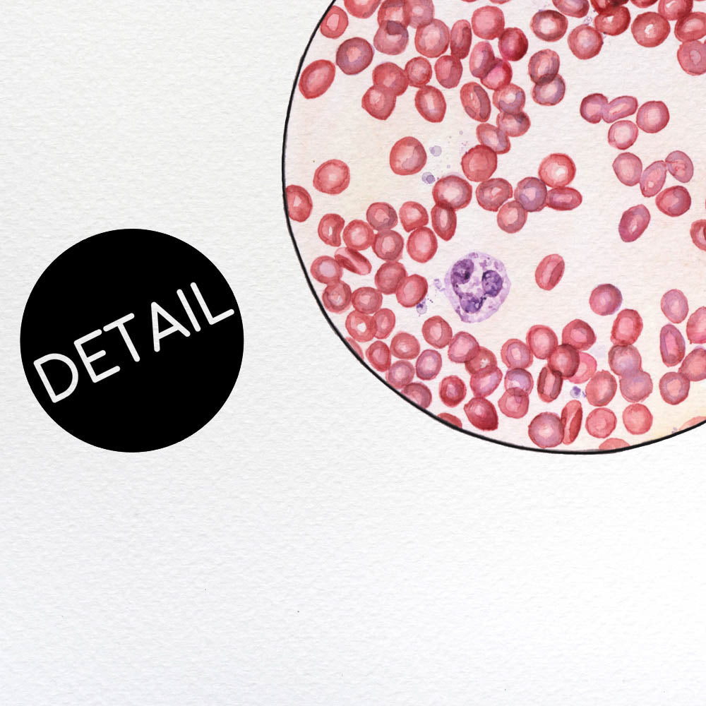Blood Smear 1,[product type] - Sandra Black Science Art