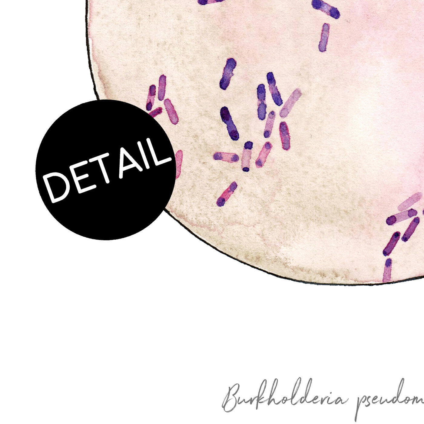 Burkholderia pseudomallei,[product type] - Sandra Black Science Art
