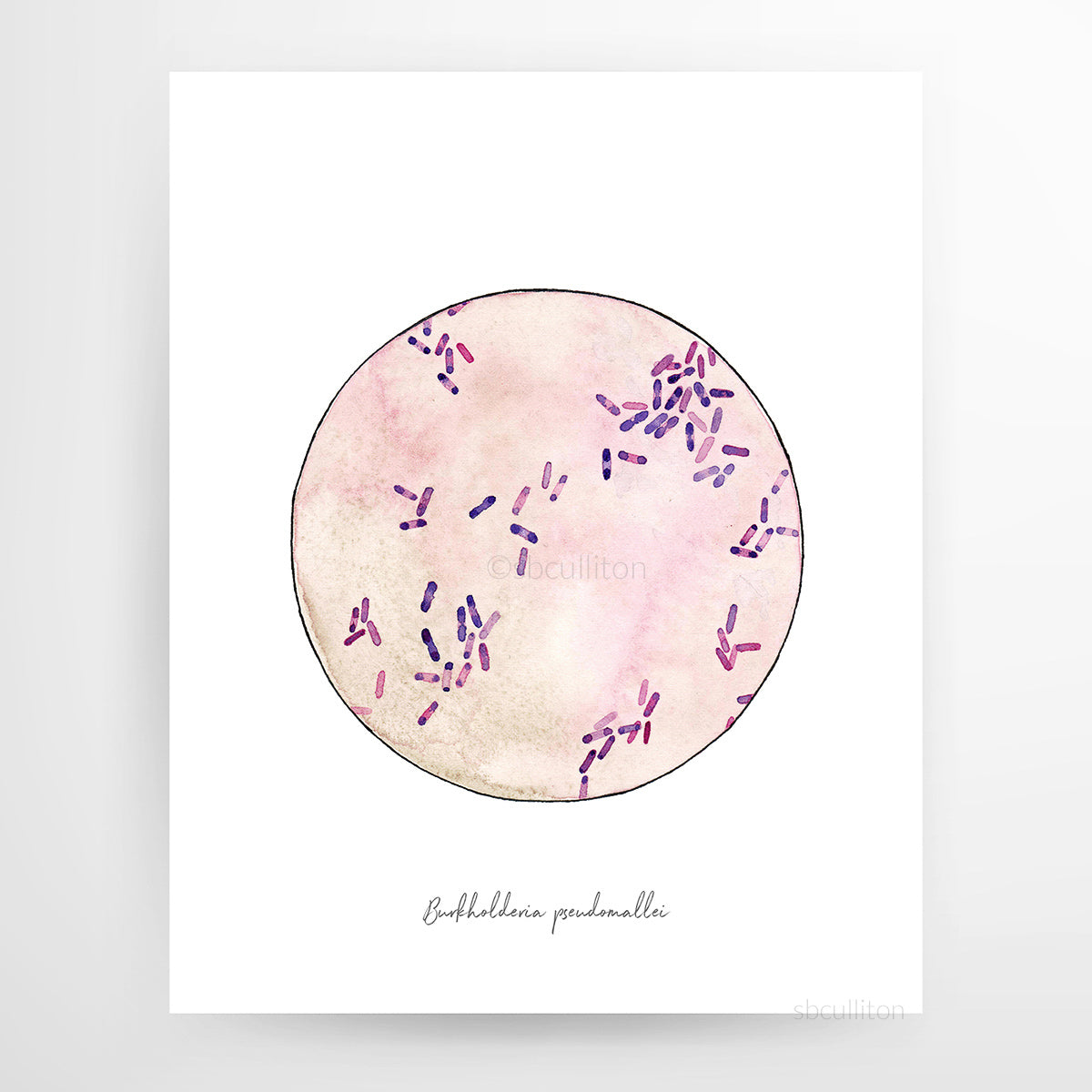 Burkholderia pseudomallei,[product type] - Sandra Black Science Art