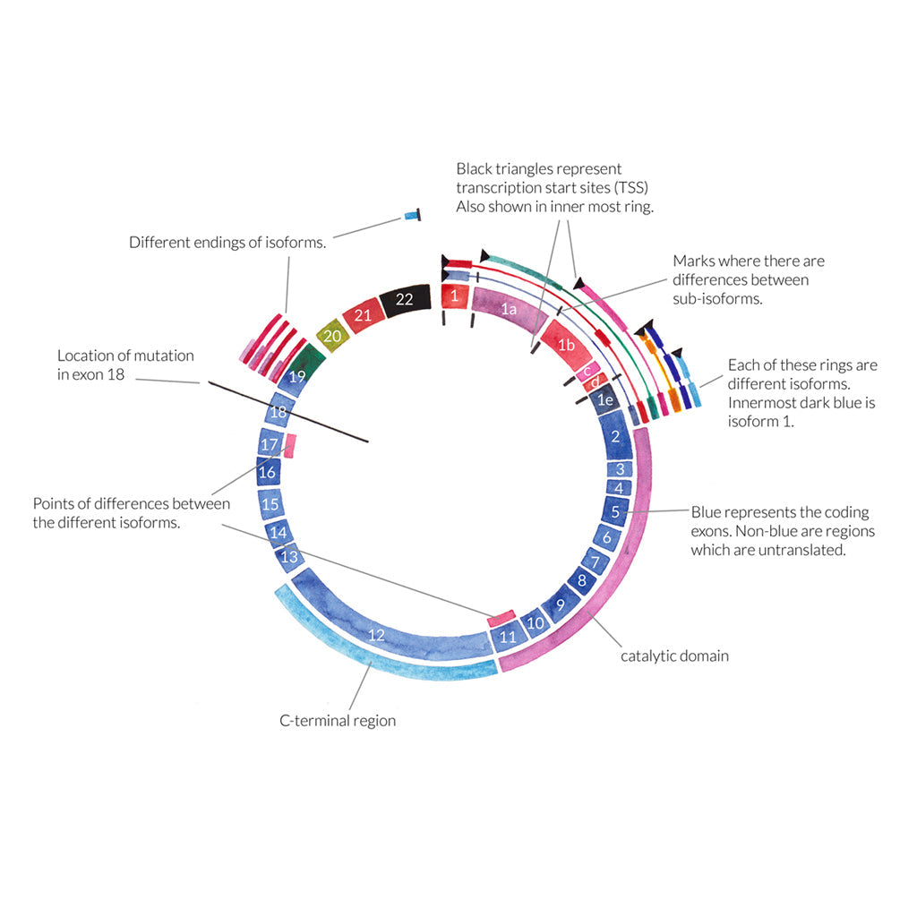 CDKL5 Gene Map,[product type] - Sandra Black Science Art