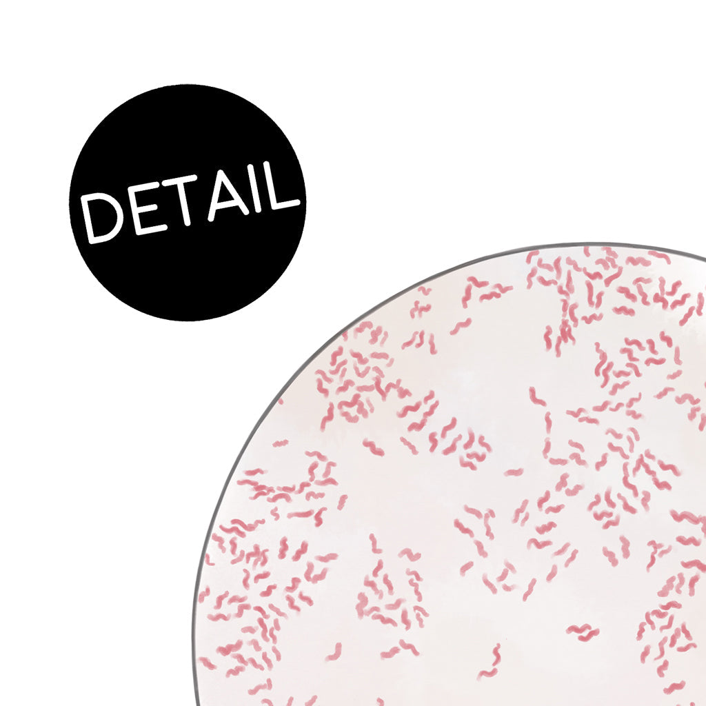 Campylobacter jejuni,[product type] - Sandra Black Science Art