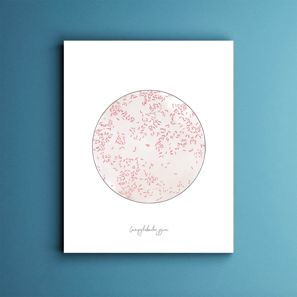 Campylobacter jejuni,[product type] - Sandra Black Science Art