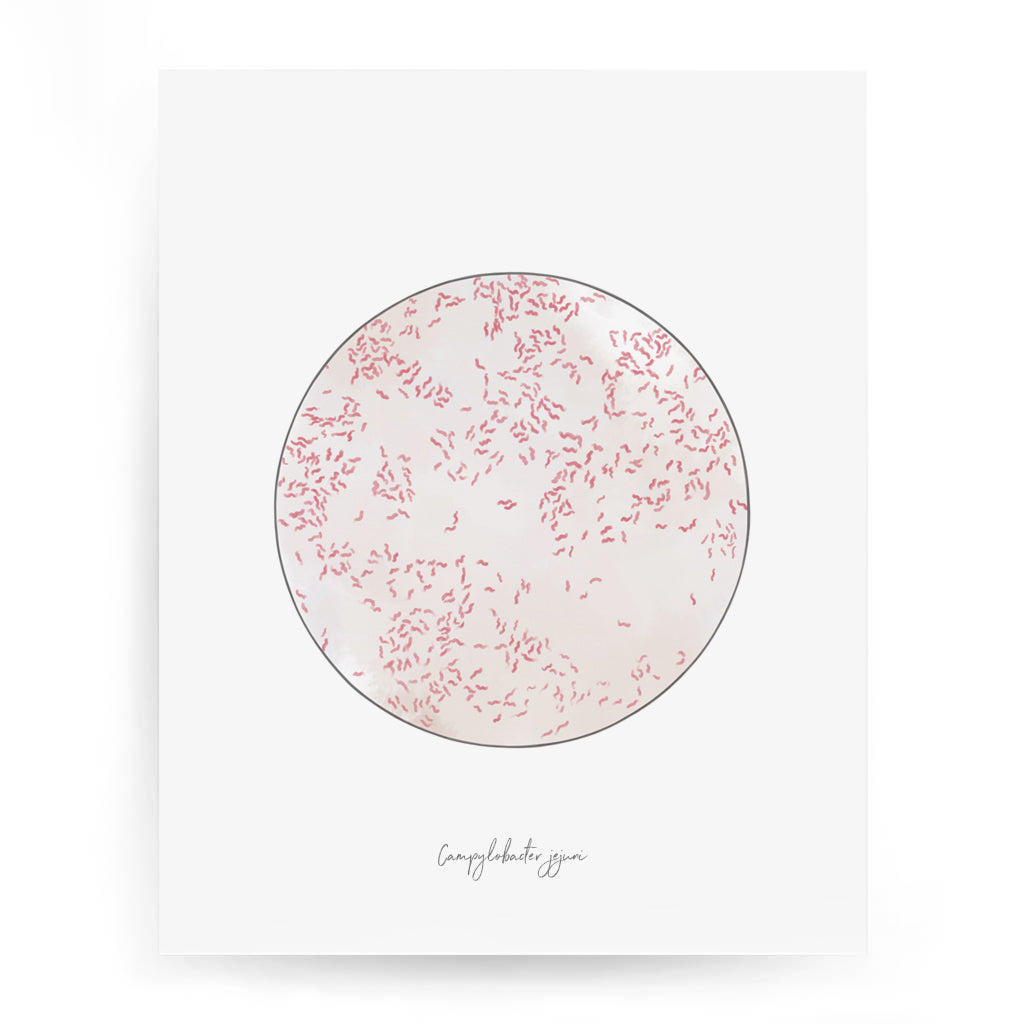 Campylobacter jejuni,[product type] - Sandra Black Science Art