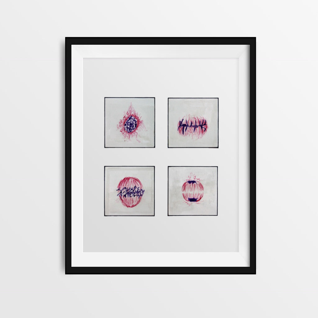 Cell Cycle,[product type] - Sandra Black Science Art