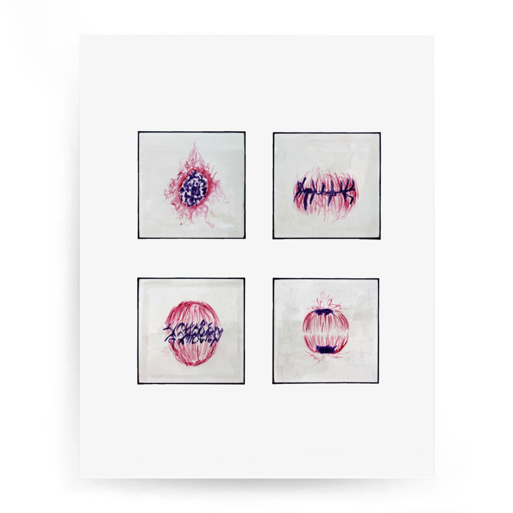 Cell Cycle,[product type] - Sandra Black Science Art