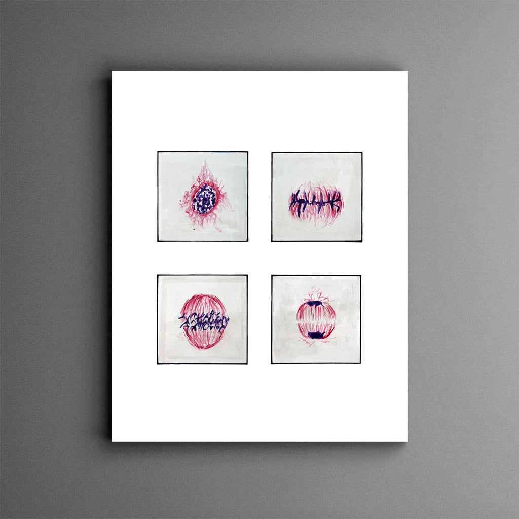 Cell Cycle,[product type] - Sandra Black Science Art
