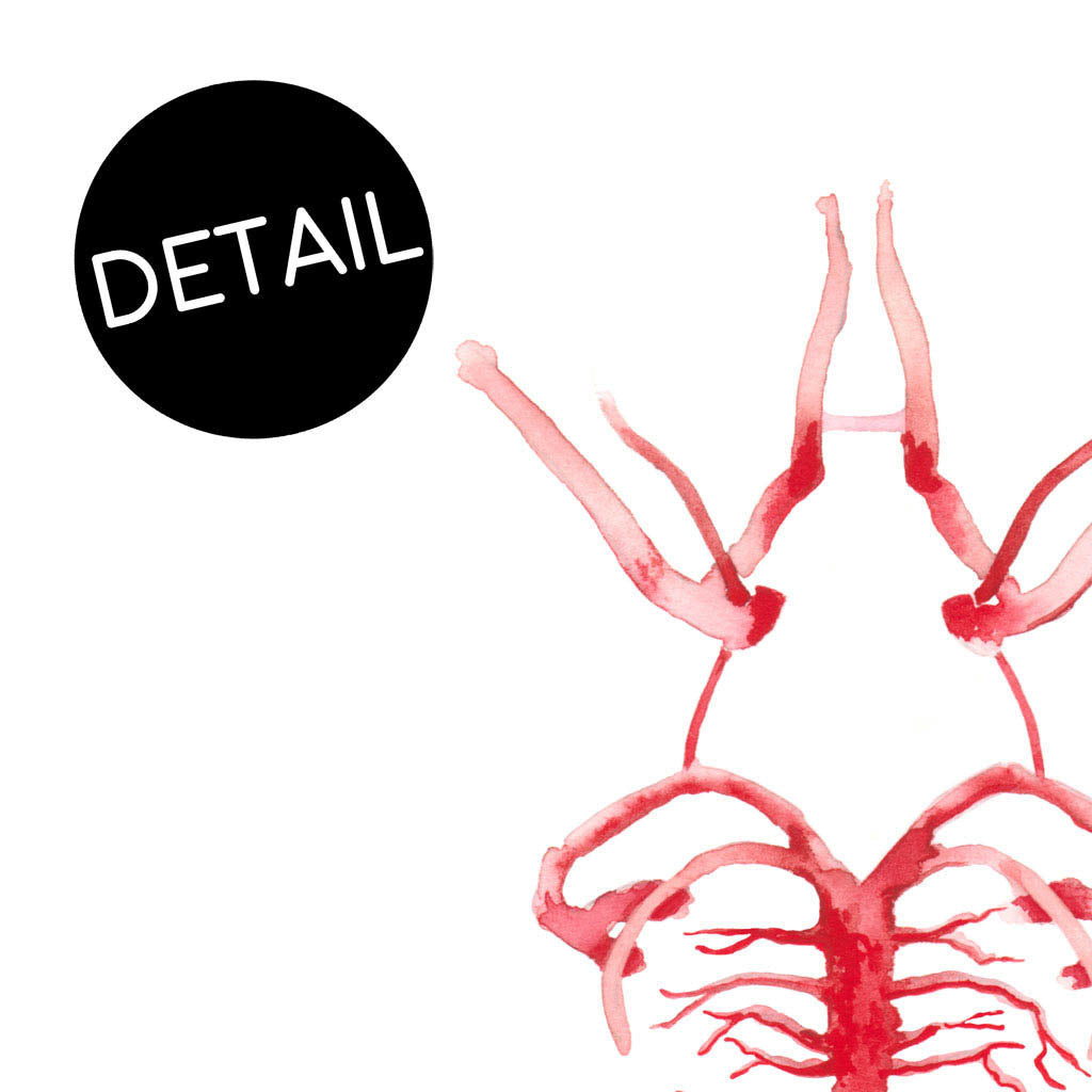 Circle of Willis,[product type] - Sandra Black Science Art