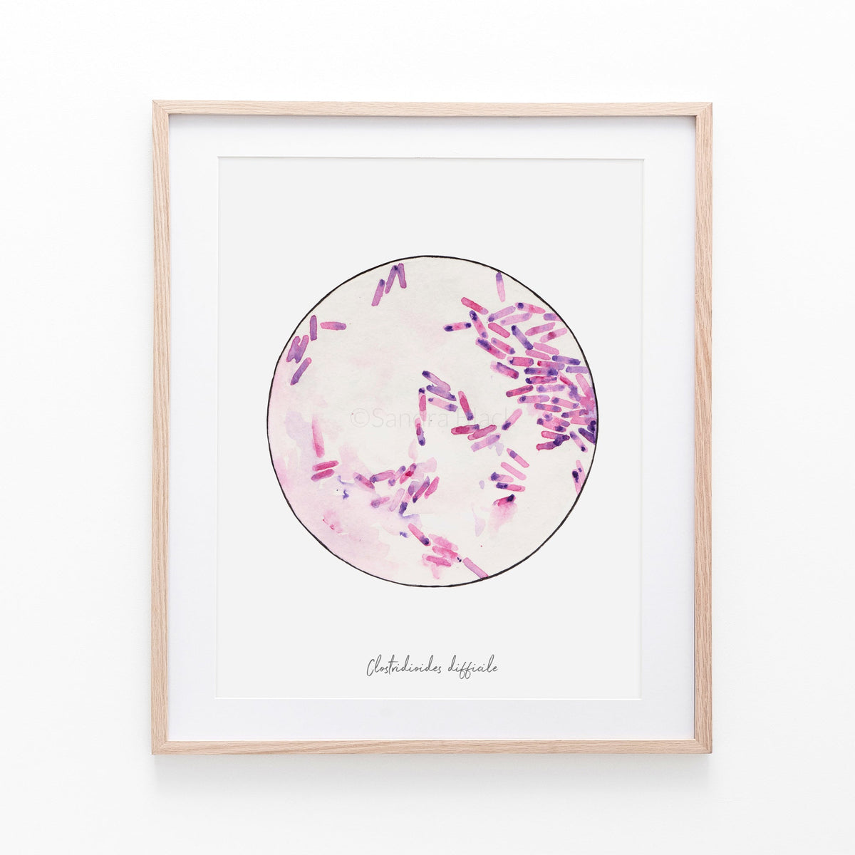 Clostridioides fine art print