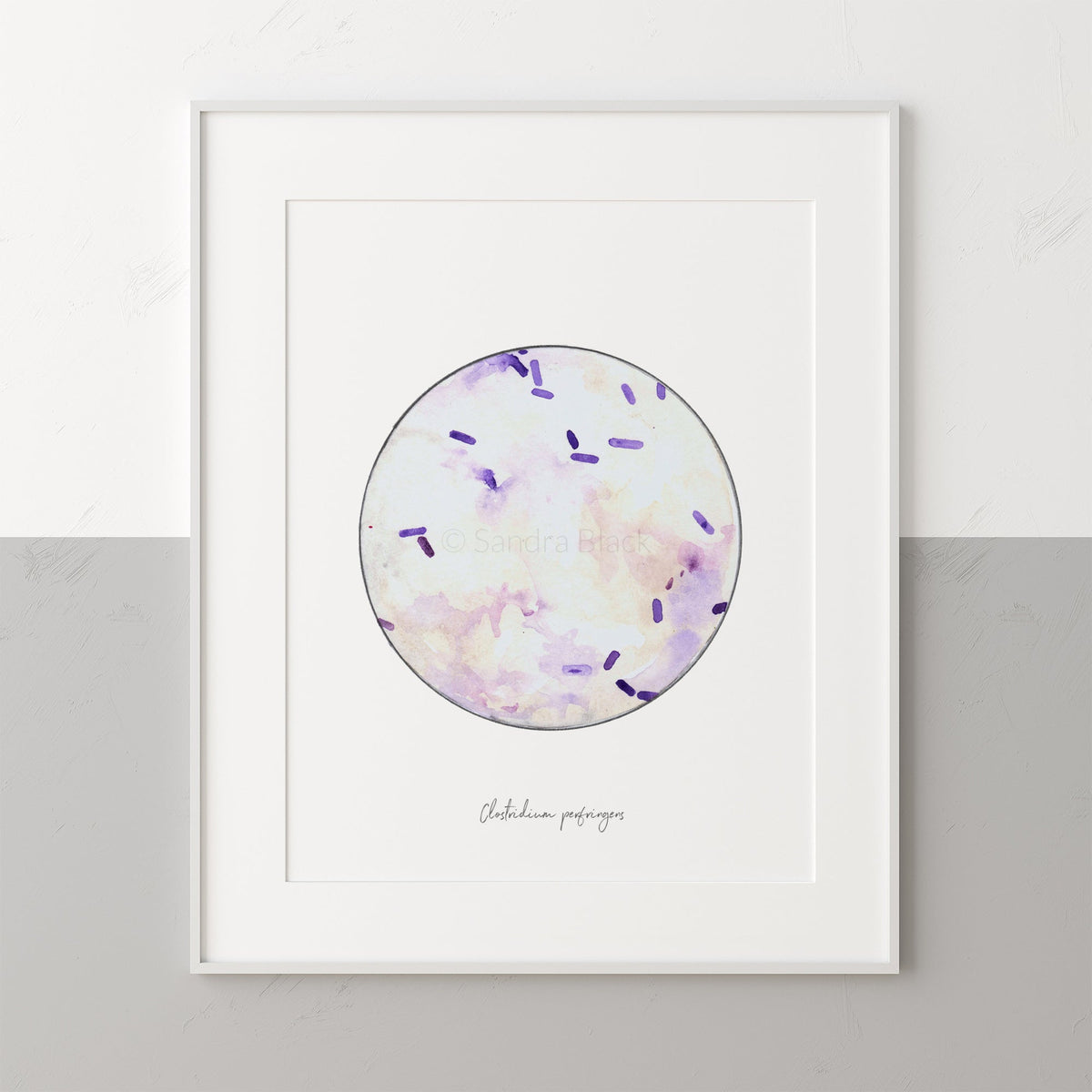 Clostridium perfringens fine art print wall hanging frame