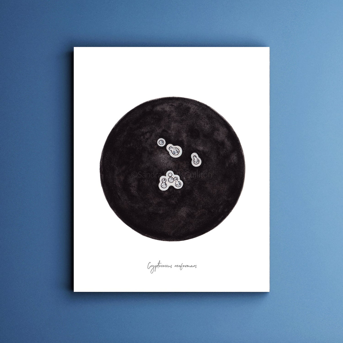 Cryptococcus print
