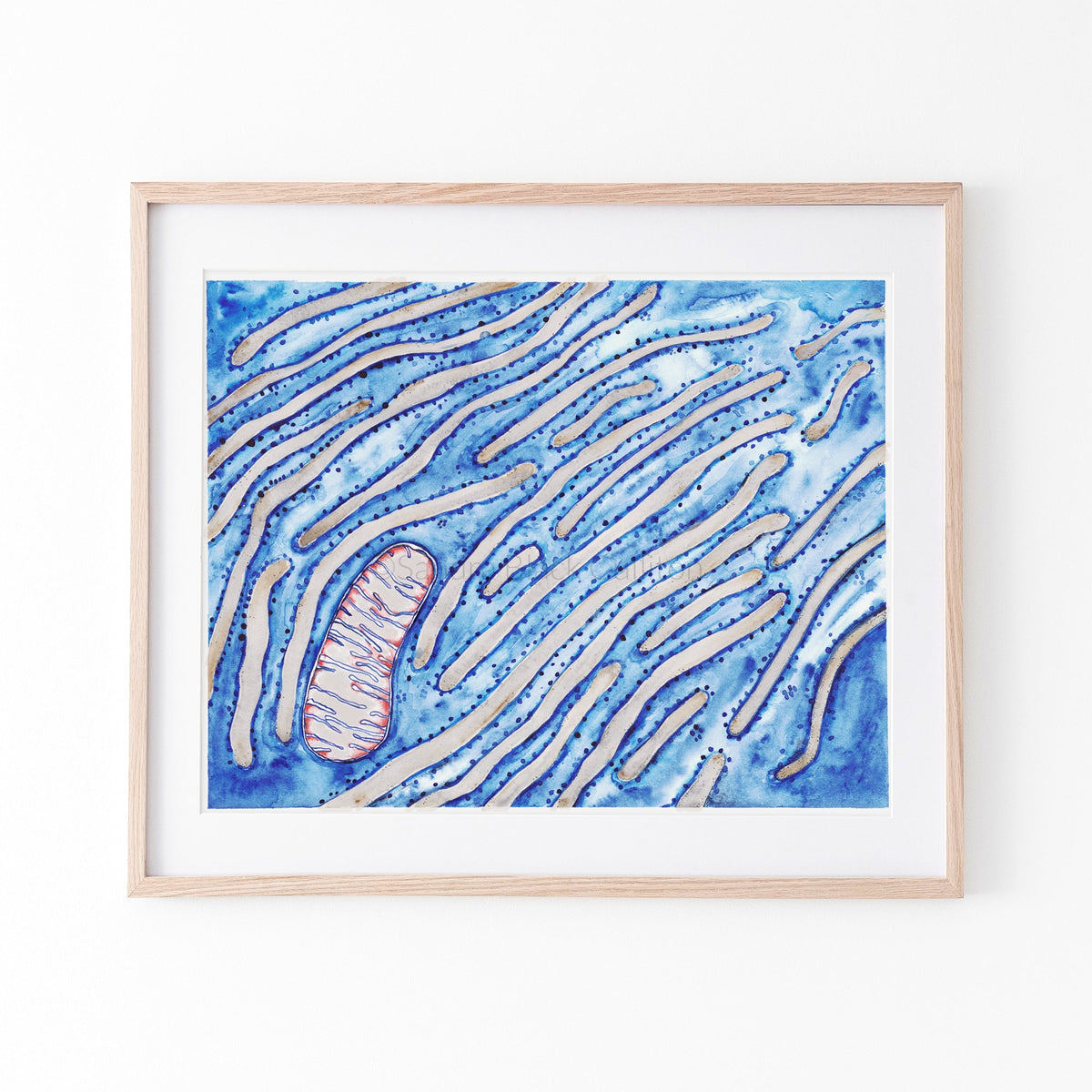 Endoplasmic reticulum framed