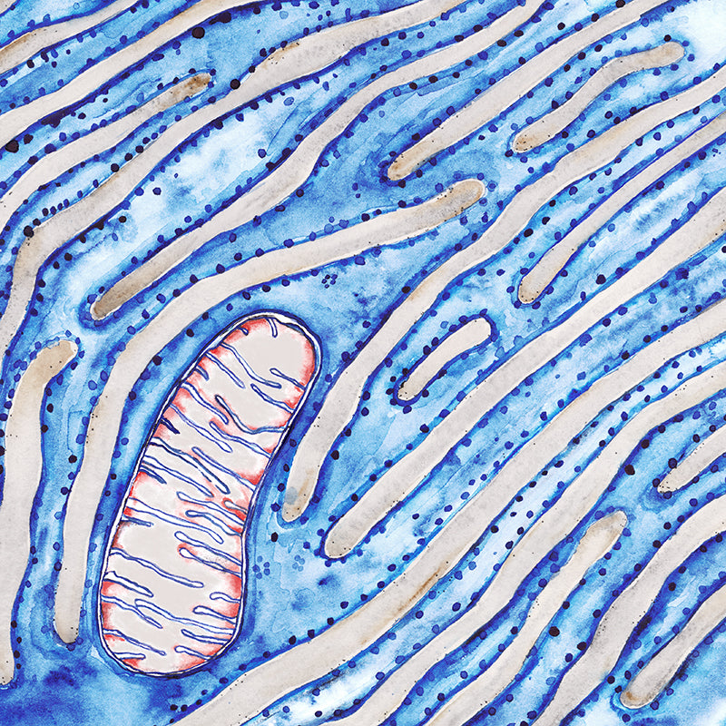 Protein,[product type] - Sandra Black Science Art