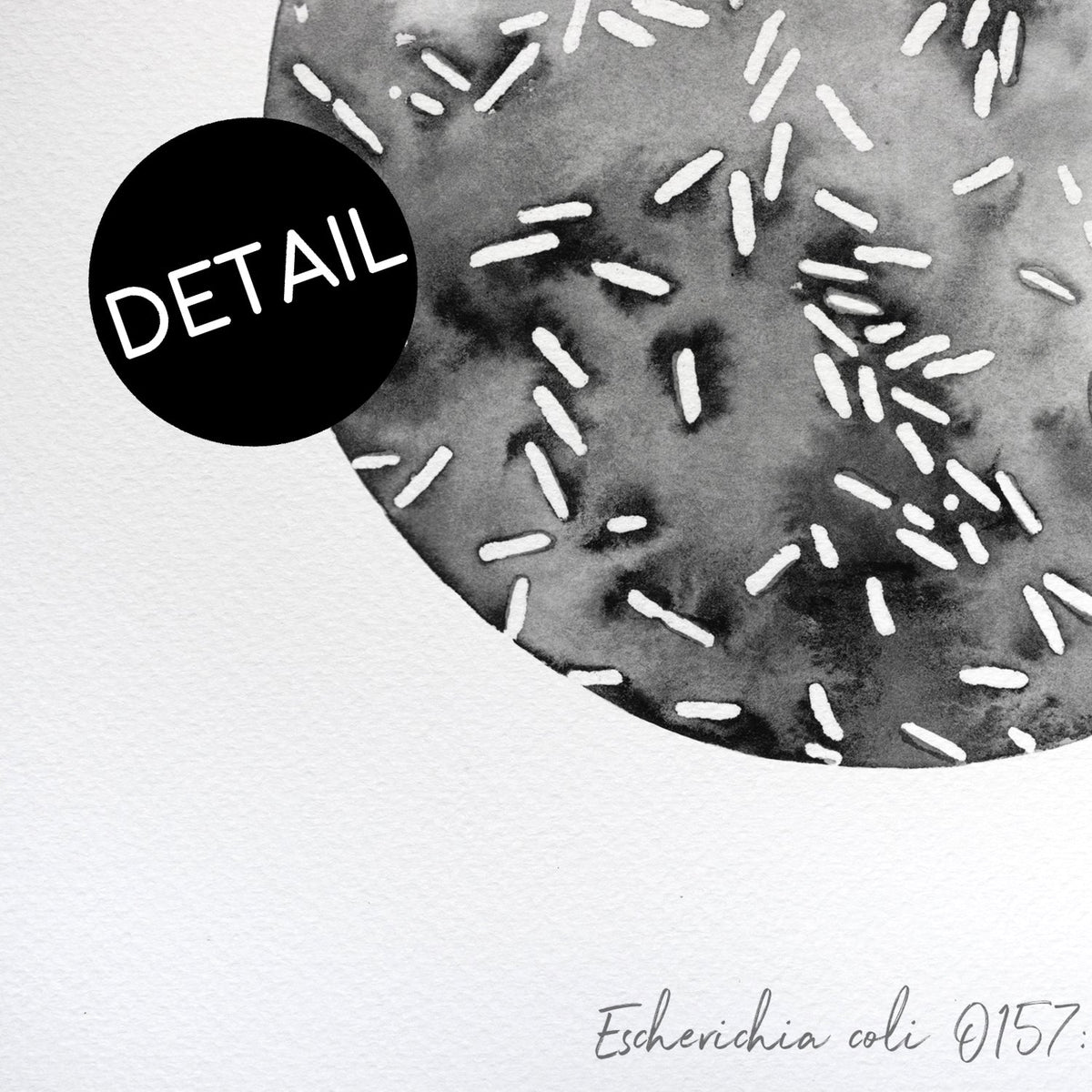 Escherichia coli close up view of print detail and textured paper.