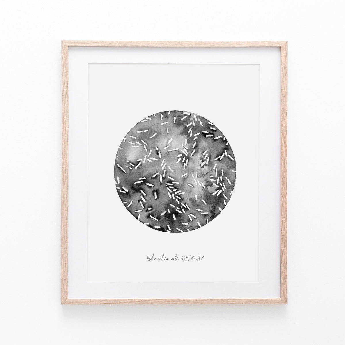 E. coli with natural frame against white background.