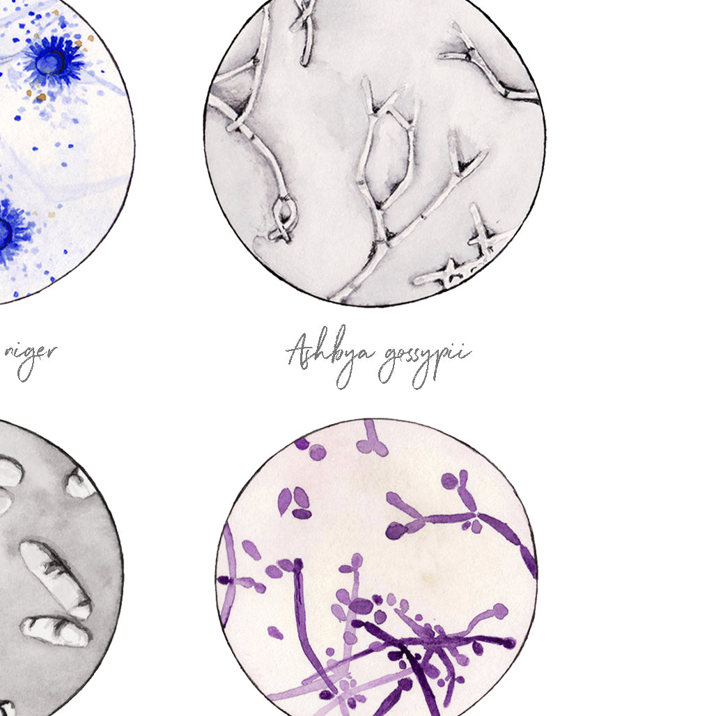 Fungi collection watercolor art print detail