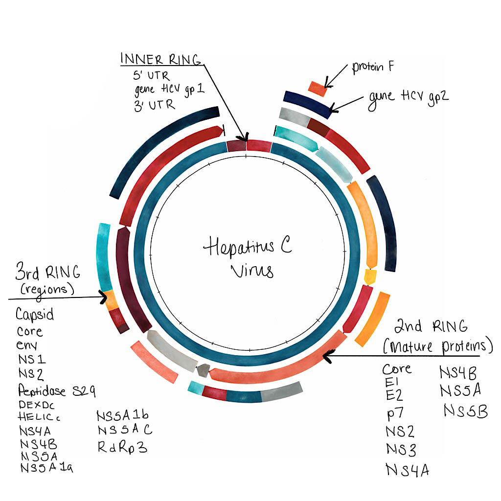 Hepatitis C Virus Genome,[product type] - Sandra Black Science Art