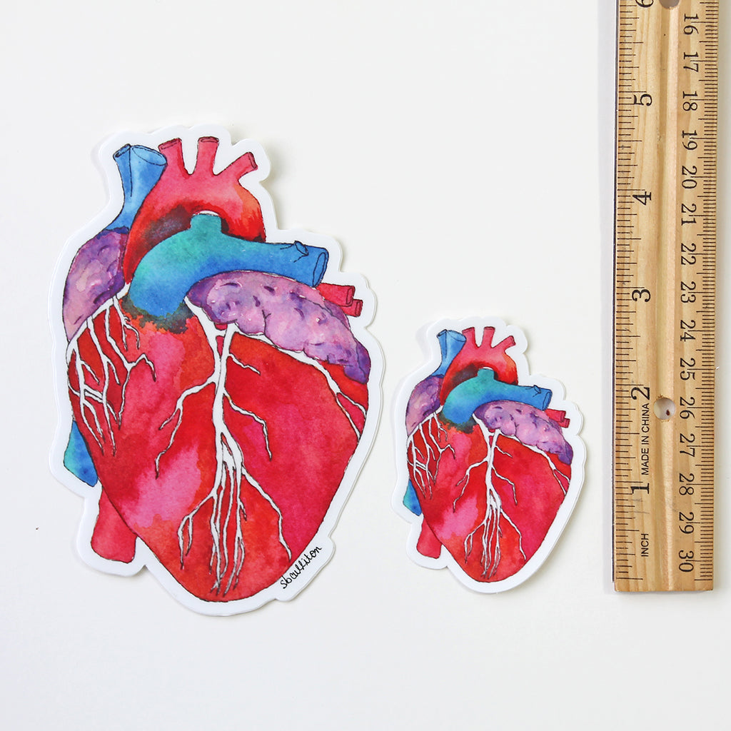 Anatomical Heart Drawing - 3 inch Vinyl Sticker - for Car Laptop Water Bottle Phone - Waterproof Decal