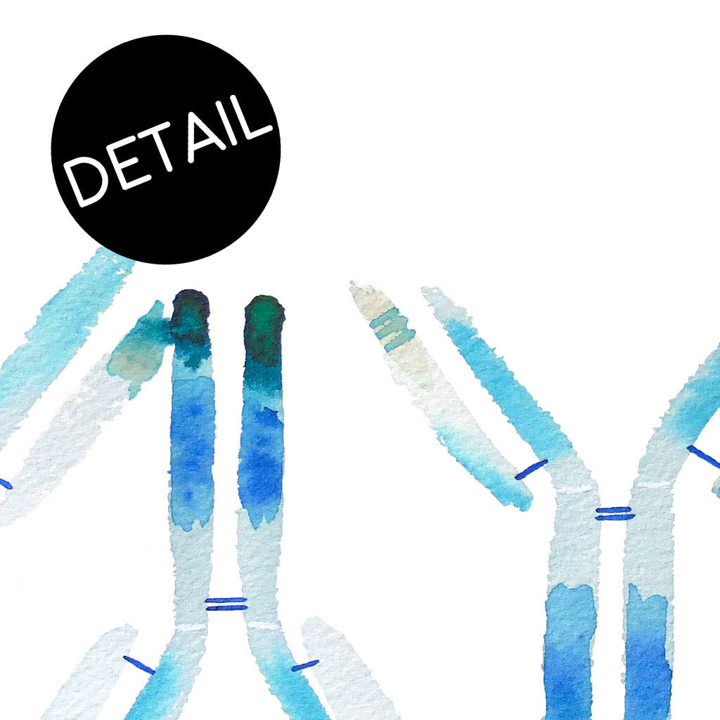 IgG,[product type] - Sandra Black Science Art