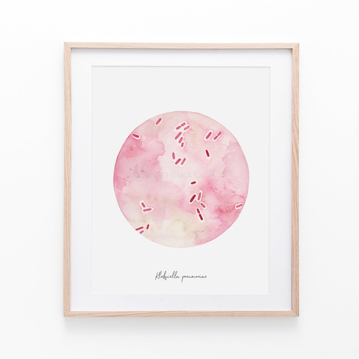 Klebsiella pneumoniae print framed