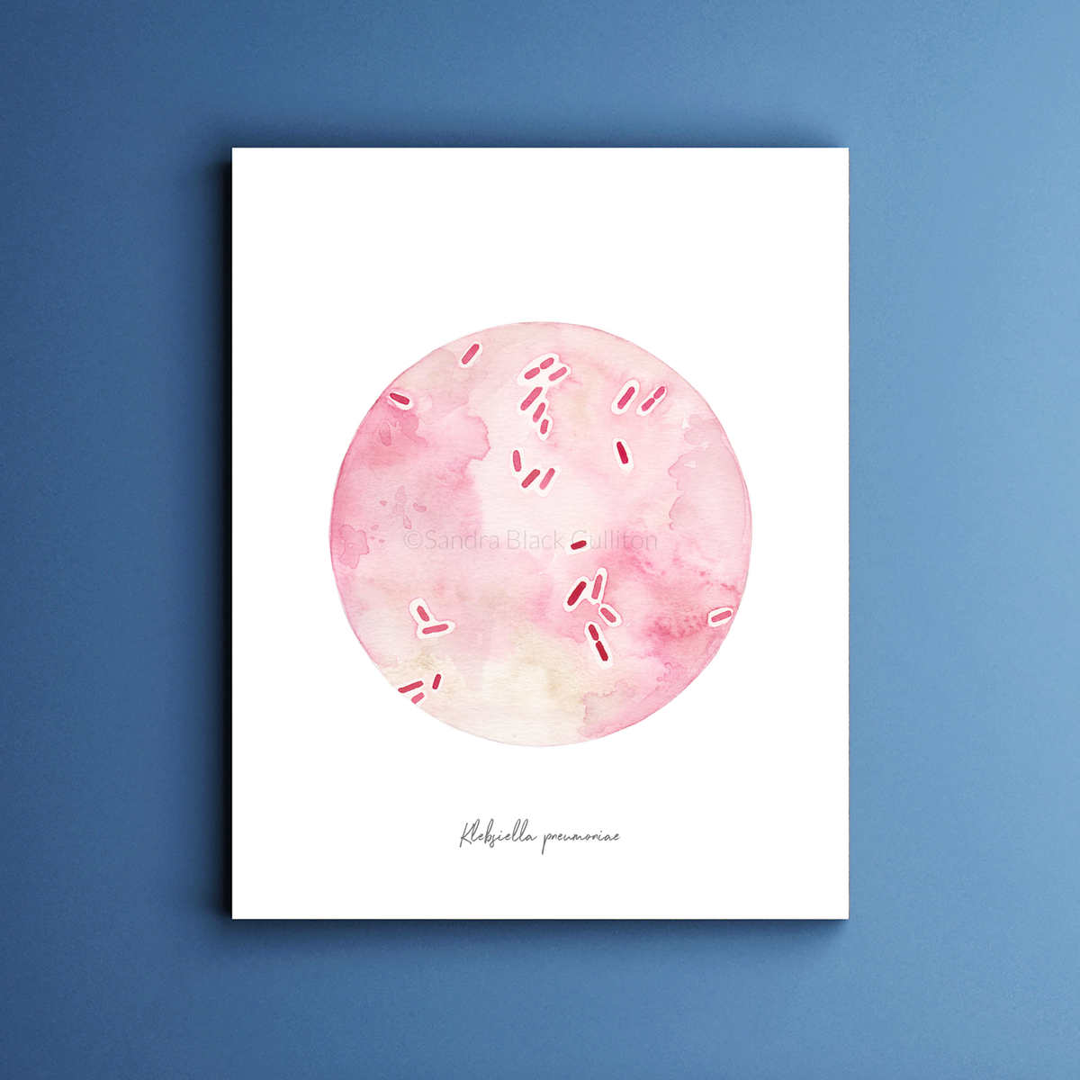 Klebsiella pneumoniae print