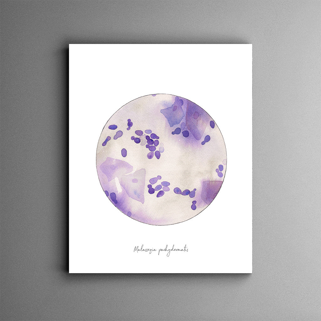 Malassezia pachydermatis art print