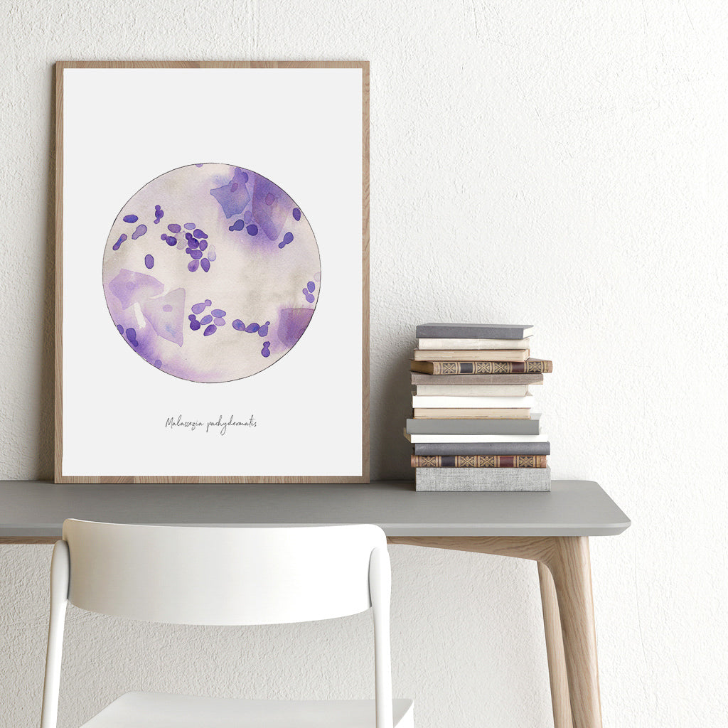 Malassezia pachydermatis art print framed