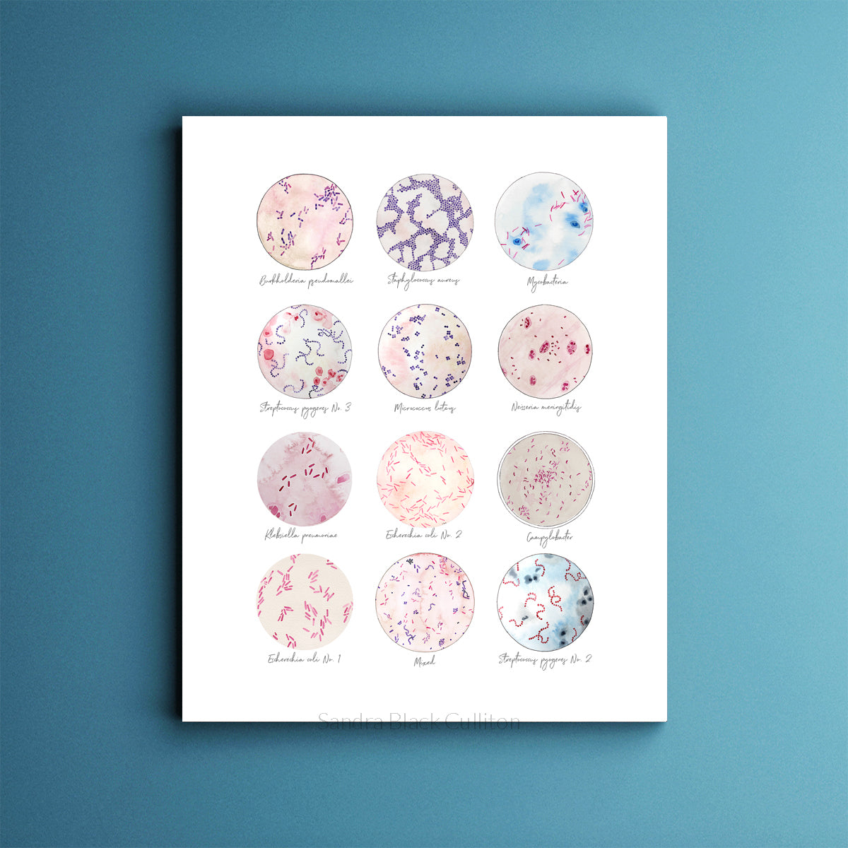 Microbe Collection,[product type] - Sandra Black Science Art