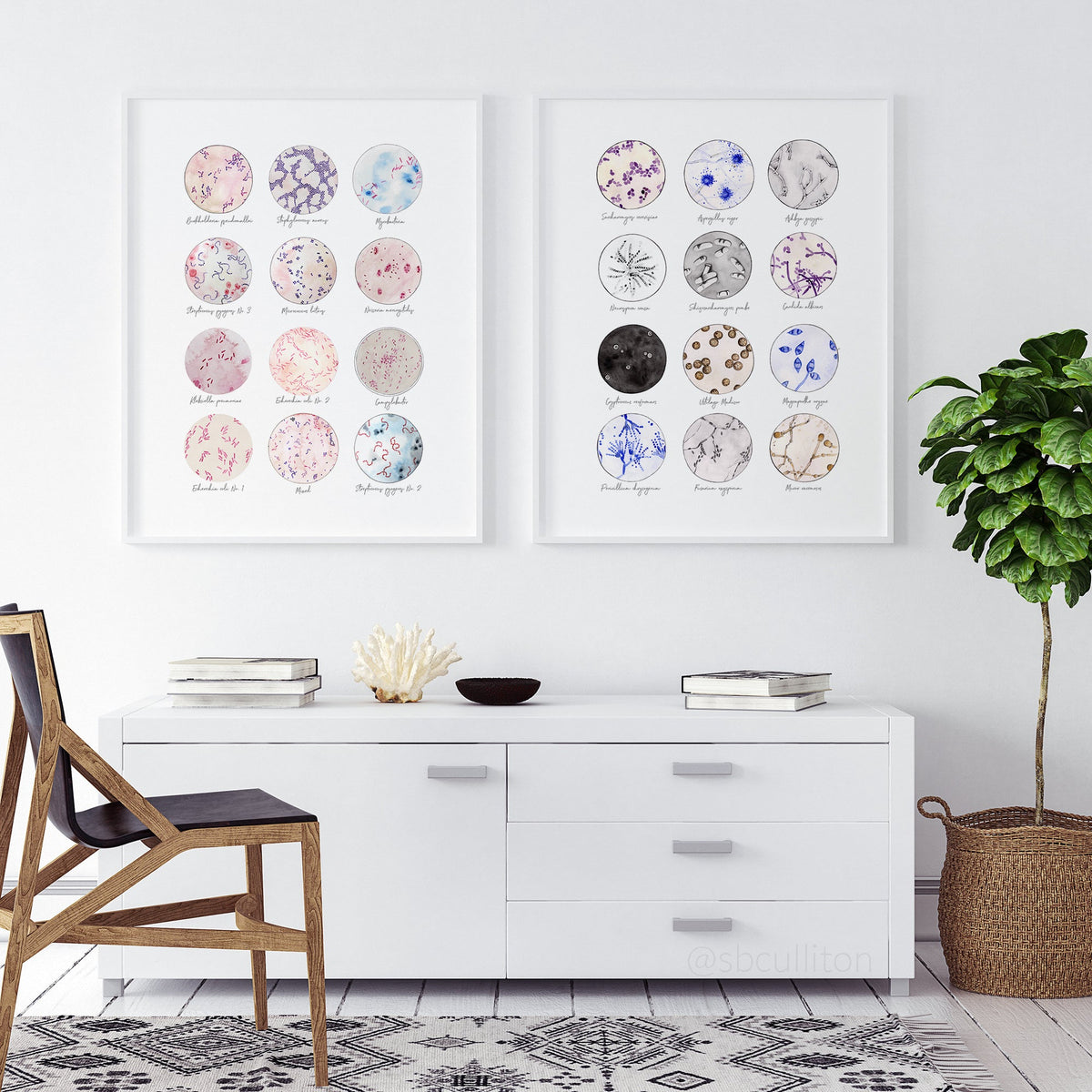 Microbe Collection,[product type] - Sandra Black Science Art