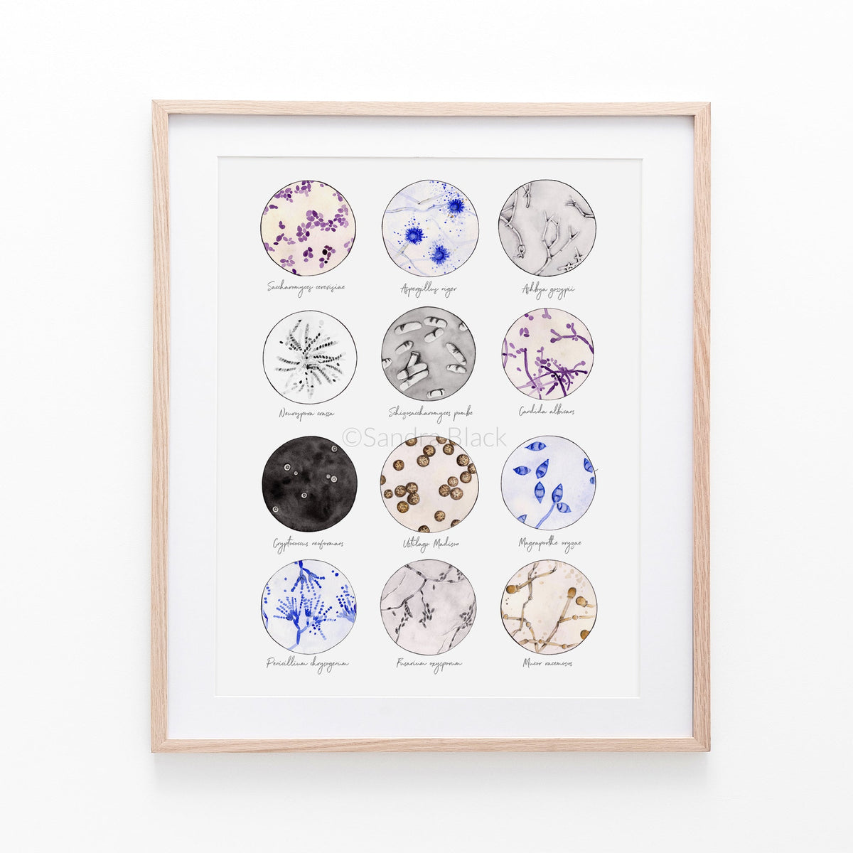 Fungi collection titled framed in wooden frame against white background.