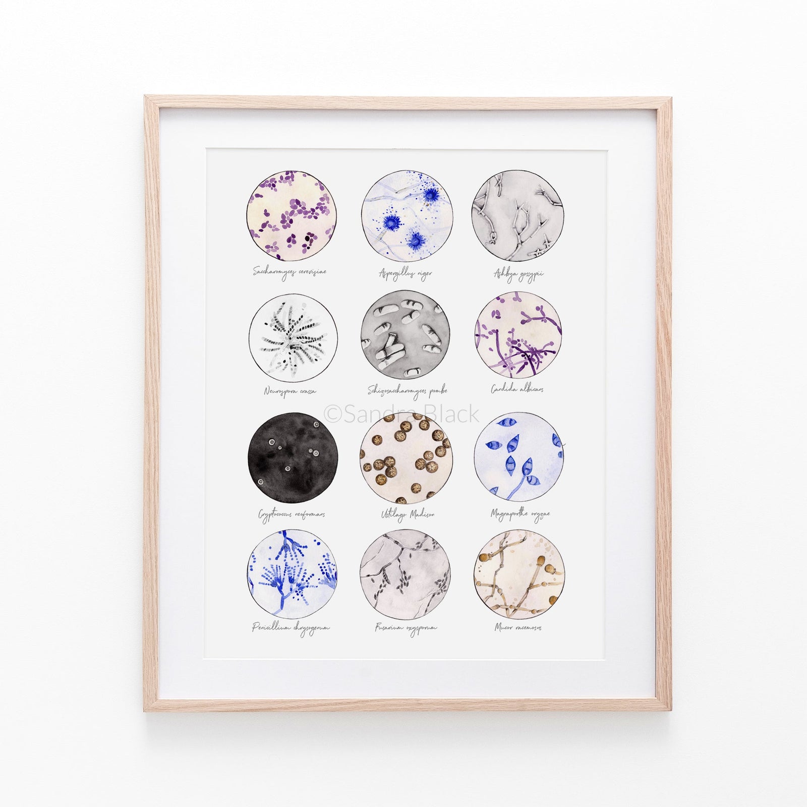 Fungi collection titled framed in wooden frame against white background.