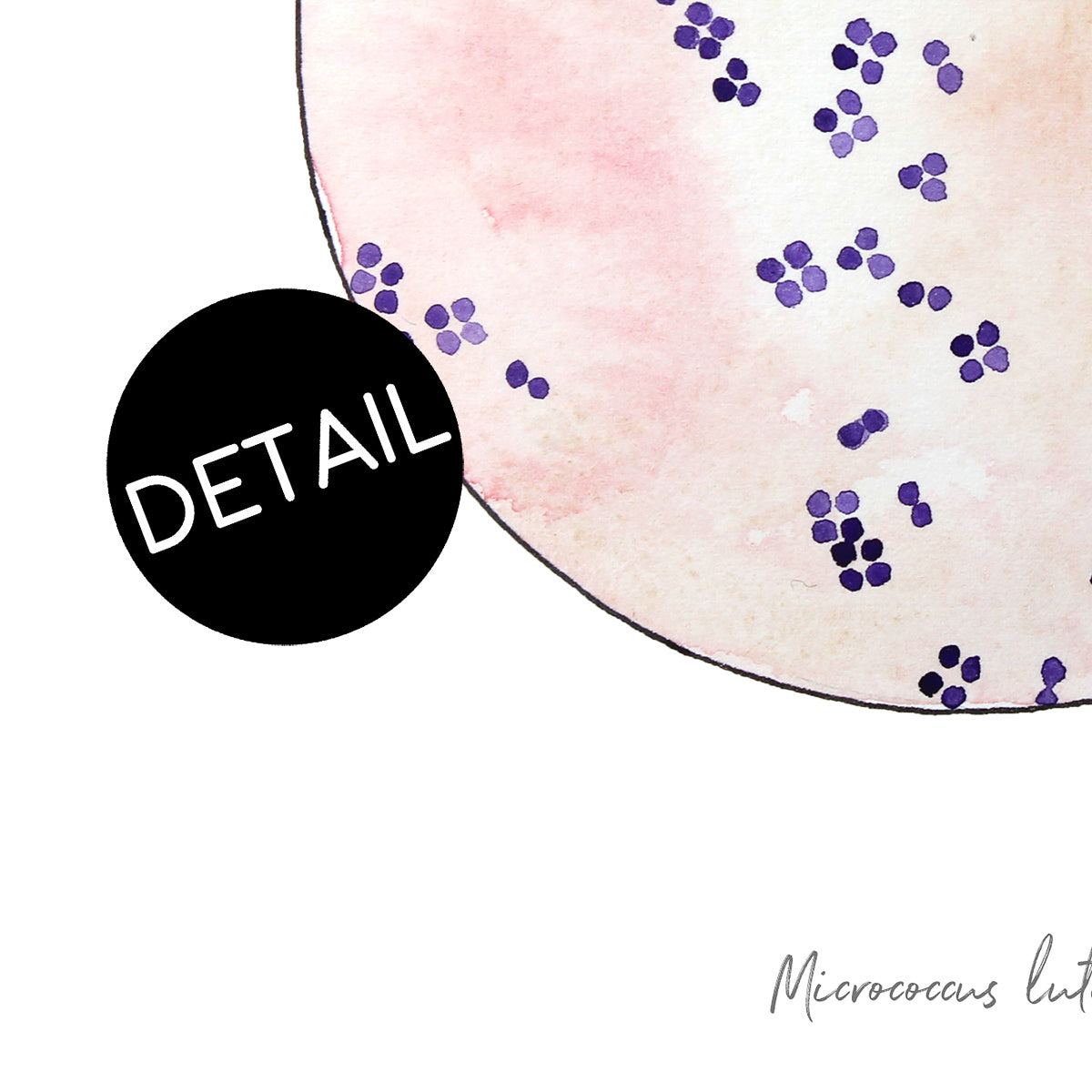 Micrococcus up close in detail.