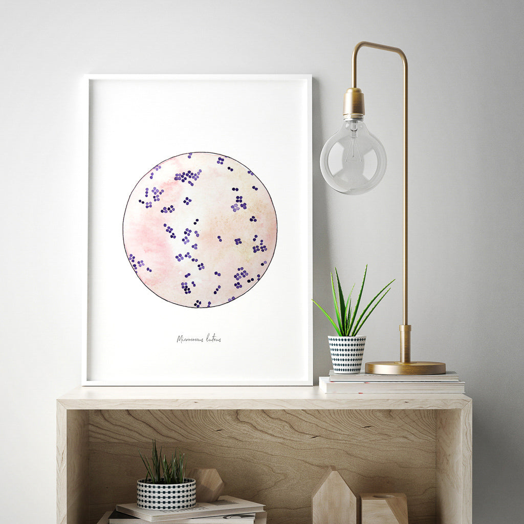 Micrococcus luteus art print framed