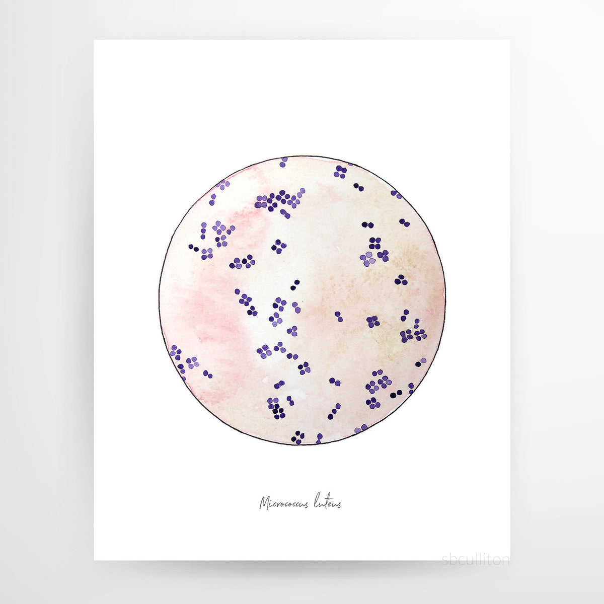 Micrococcus luteus watercolor art print
